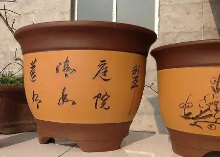 盆景知识 | 紫砂花盆适合养什么花