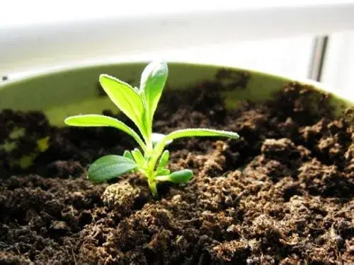 盆栽薰衣草种子种植方法-种子 | 薰衣草播种技术