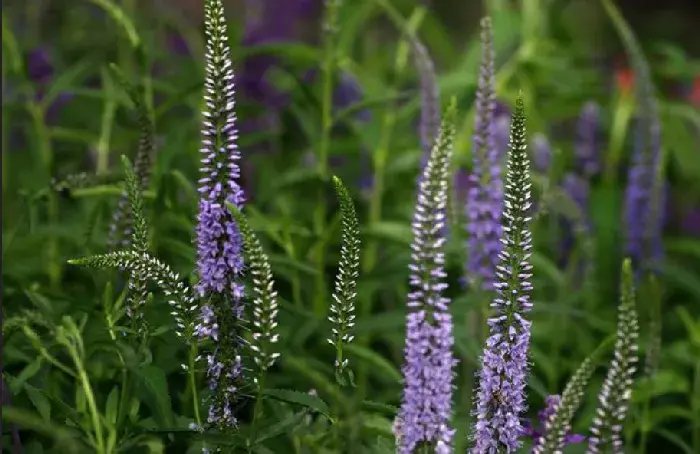 7月13日生日花花语:羽扇豆的花语有哪些？