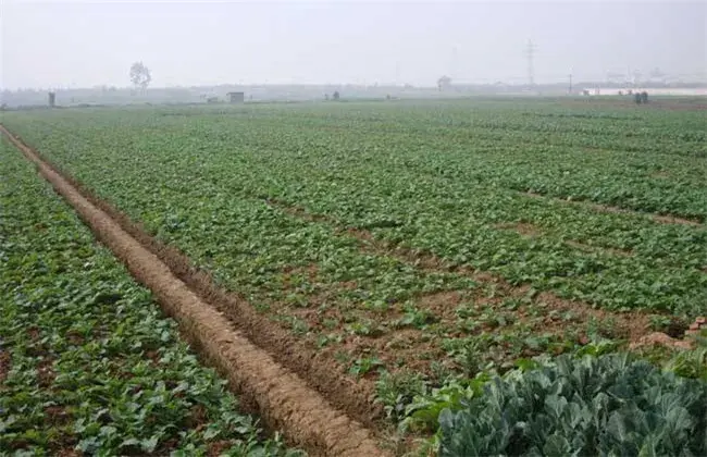 油花菜常见病害及防治和治疗 