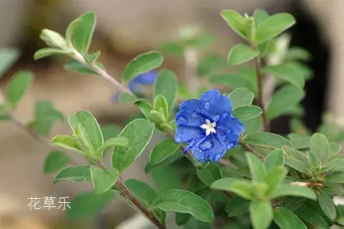 蓝星花有什么独特之处？蓝星花的花语介绍有哪些？