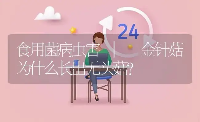 金针菇为什么长出无头菇？ | 菌菇种植