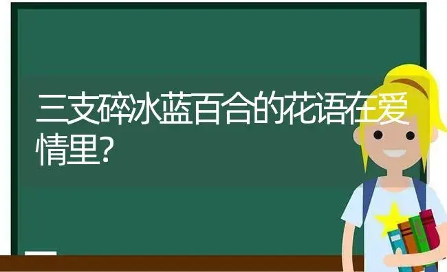 三支碎冰蓝百合的花语在爱情里？ | 绿植常识