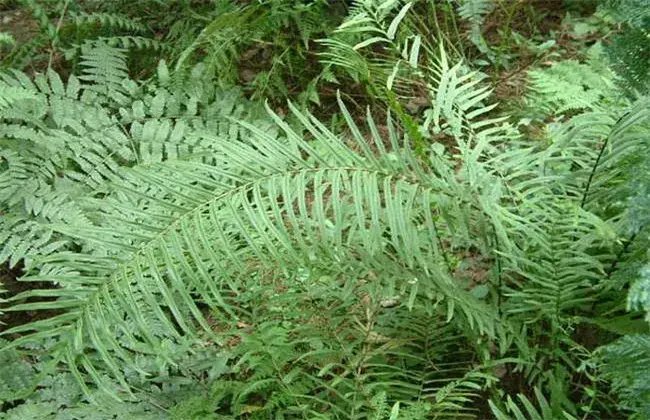 凤尾草种植技术