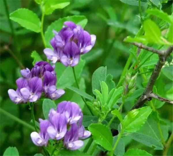 野苜蓿有毒没毒 野苜蓿开花吗花语是什么