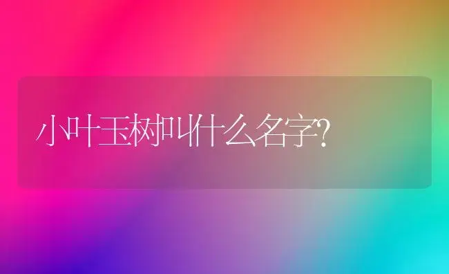 小叶玉树叫什么名字？ | 多肉养殖