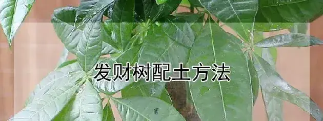 发财树配土方法