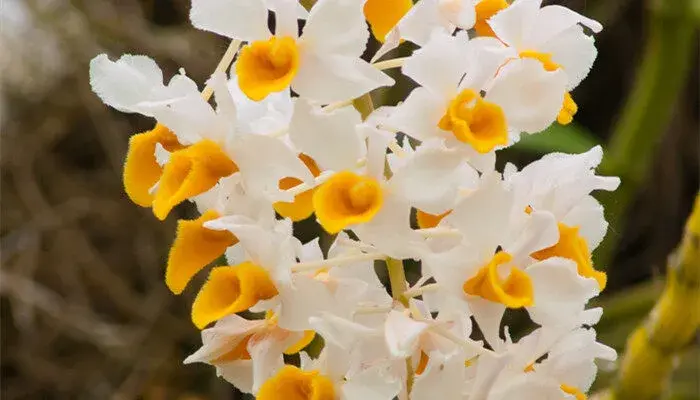 肿节石斛的花语和含义 肿节石斛的花语和含义是什么