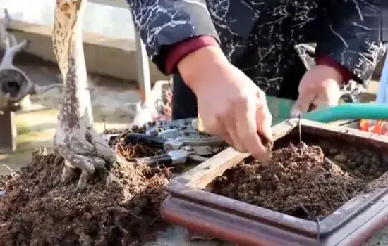 盆栽造型 | 独杆罗汉松盆景树干变干枯怎么起死回生