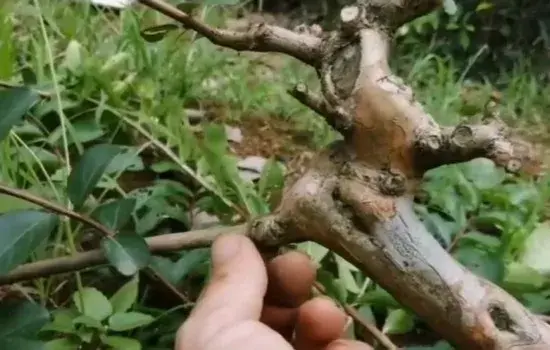 盆栽造型 | 紫薇盆景的岭南玩法 蓄枝截干并收放自如