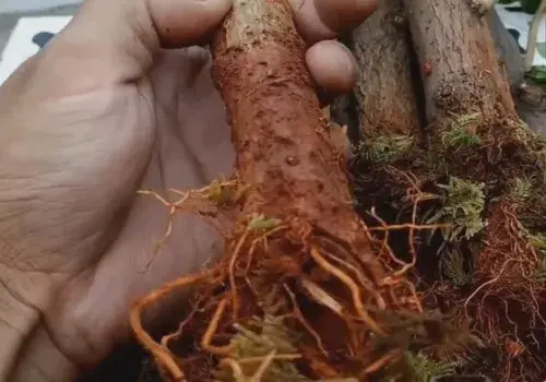 花卉果蔬盆景 | 网购三角梅怎样缓苗才能成活