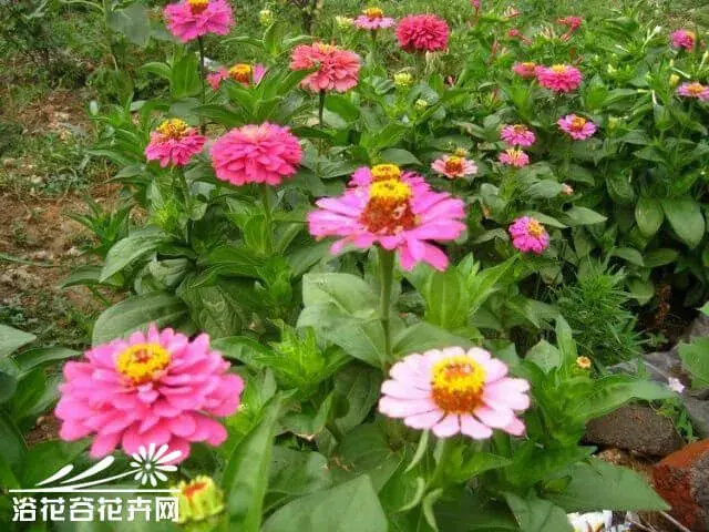 百日菊的花语