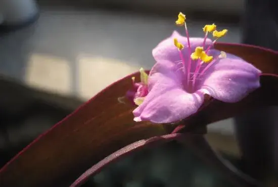 紫竹梅什么时候开花，紫竹梅花期多久/春夏开花花语坚决