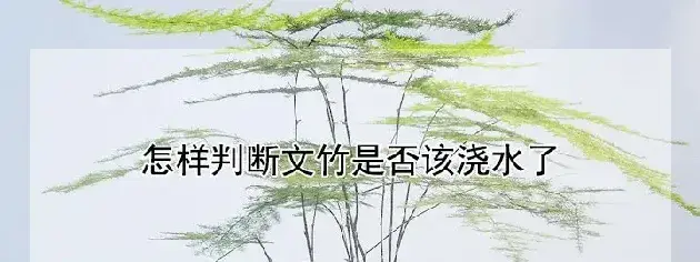 怎样判断文竹是否该浇水了