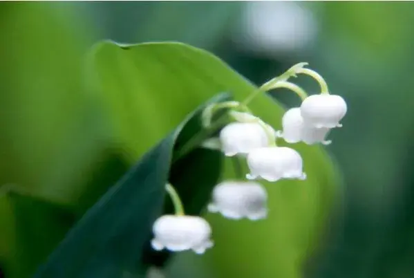 铃兰花花语_花语大全