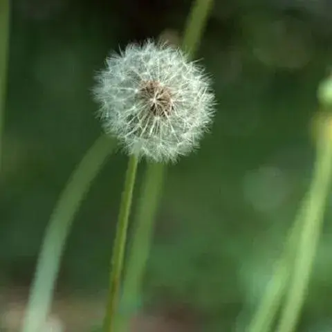 世界上10大悲伤花语，你知道的有几种？