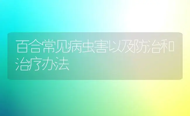 百合常见病虫害以及防治和治疗办法 | 家庭养花