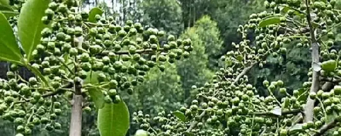 种植藤椒的利润和前景，种一亩藤椒的收益大概有多少