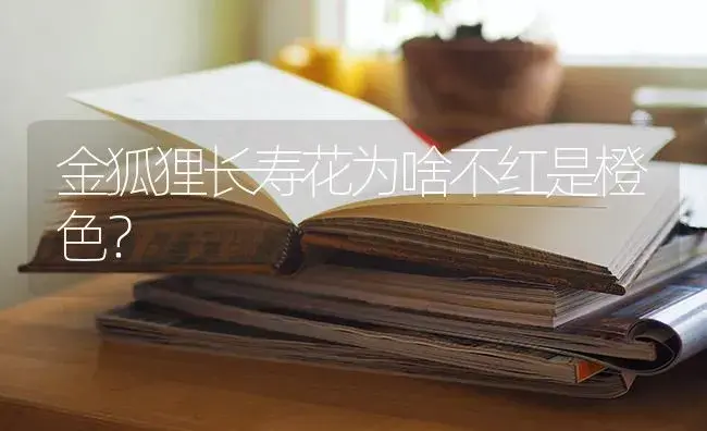 金狐狸长寿花为啥不红是橙色？ | 多肉养殖