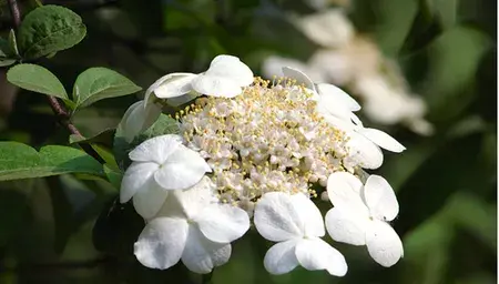 琼花的花语传说故事，琼花花期