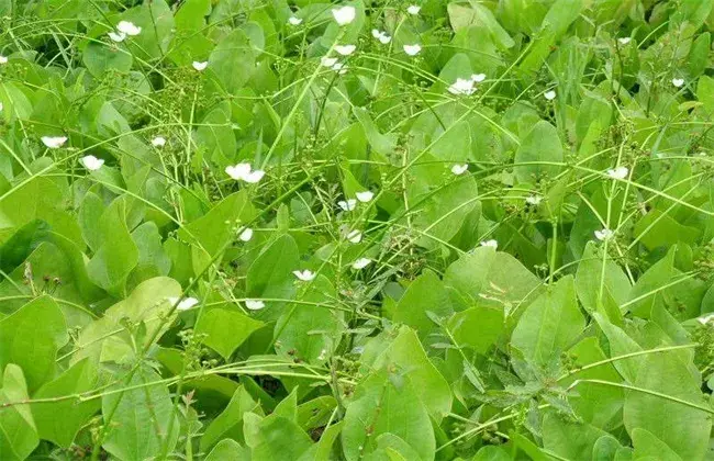 泽泻的田间管理要点