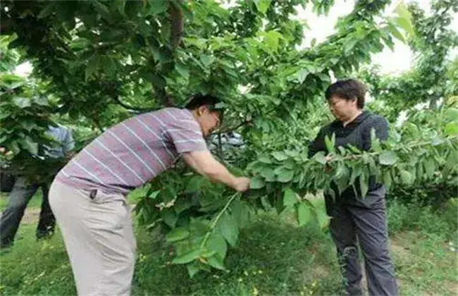 樱桃树环剥堤防事项