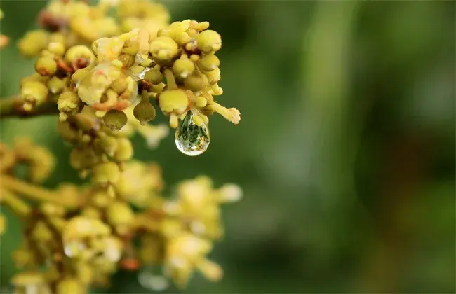 荔枝开花不结果怎么办