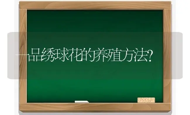 一品绣球花的养殖方法？ | 绿植常识