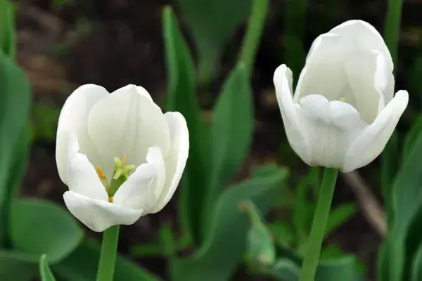 白色郁金香花语