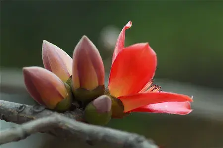 木棉的花语和传说你知道吗