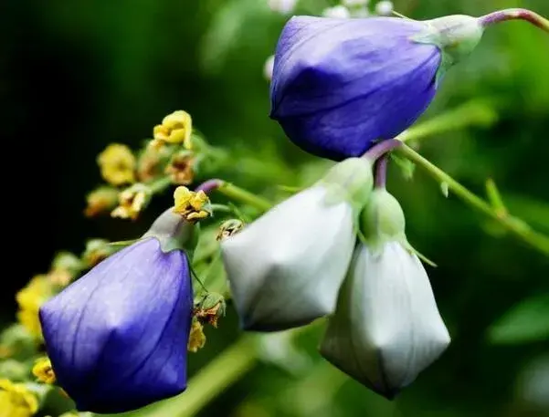 桔梗花的花语 不同颜色桔梗花的花语含义_花语大全