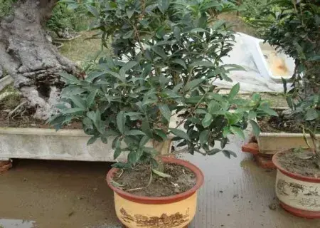 花卉果蔬盆景 | 四季桂花树种植技术