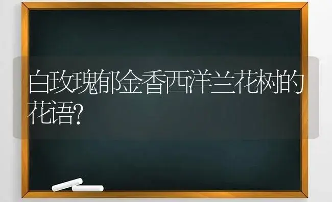 白玫瑰郁金香西洋兰花树的花语？ | 绿植常识