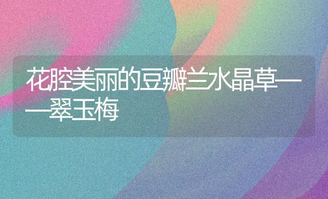 花腔美丽的豆瓣兰水晶草――翠玉梅 | 家庭养花