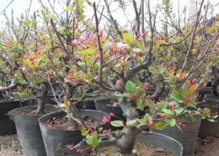 花卉果蔬盆景 | 垂丝海棠移栽方法和注意事项