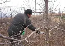 新植苹果的冬季管理