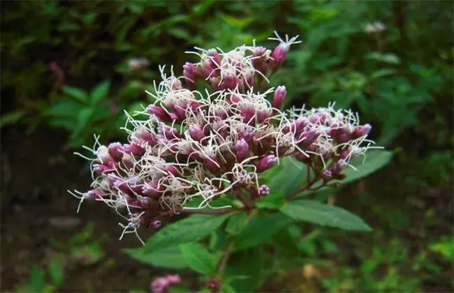 佩兰高产种植技术