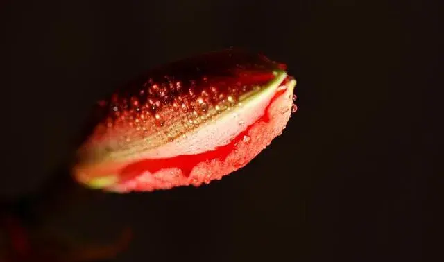 花语花香——坚持信念与笃定的百枝莲有哪些？