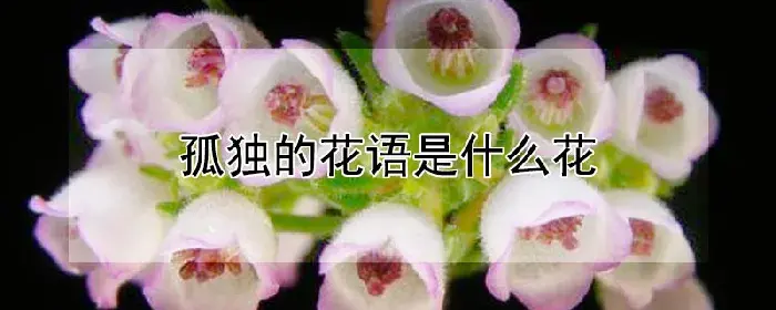 孤独的花语是什么花