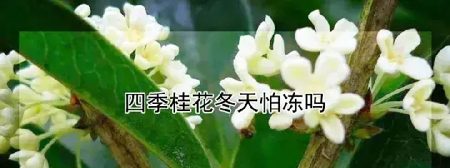 四季桂花冬天怕冻吗