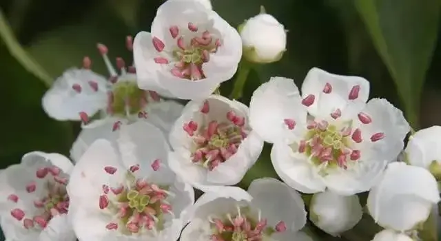 4月24日山楂花生日花语有哪些？