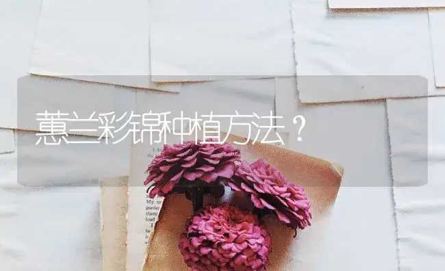 蕙兰彩锦种植方法？ | 绿植常识