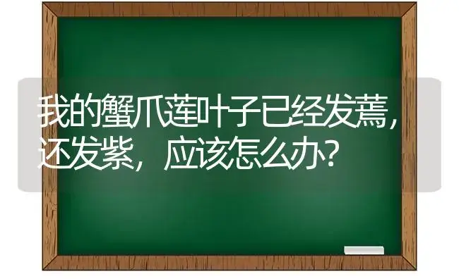 我的蟹爪莲叶子已经发蔫,还发紫,应该怎么办？ | 多肉养殖