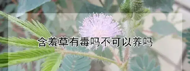 含羞草有毒吗不可以养吗