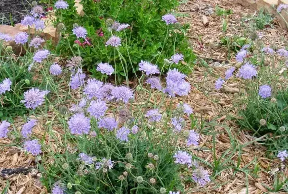 紫盆花的花语和种植方法介绍