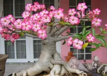 花卉果蔬盆景 | 沙漠玫瑰的移栽方法