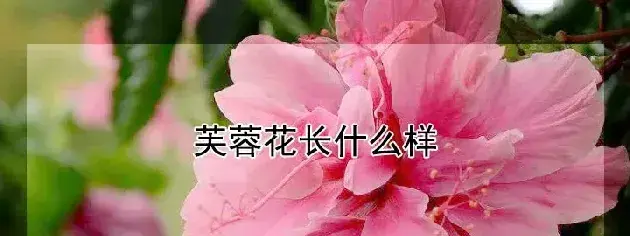 芙蓉花长什么样