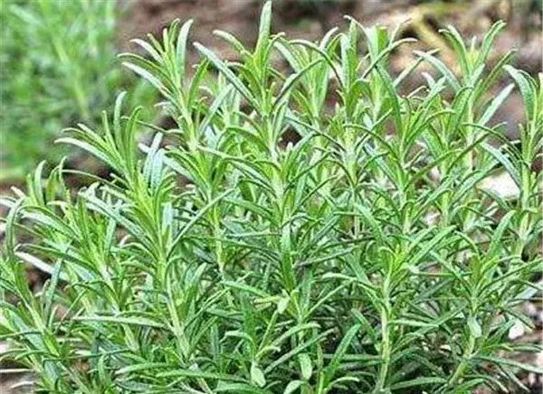 迷迭香的开花时间和花语图片 迷迭香种植技术