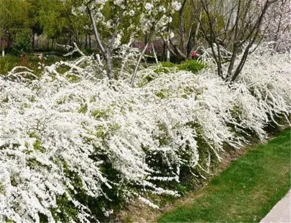 笑靥花花期花语 笑靥花怎么养