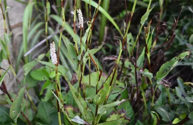 拳参的种植技术